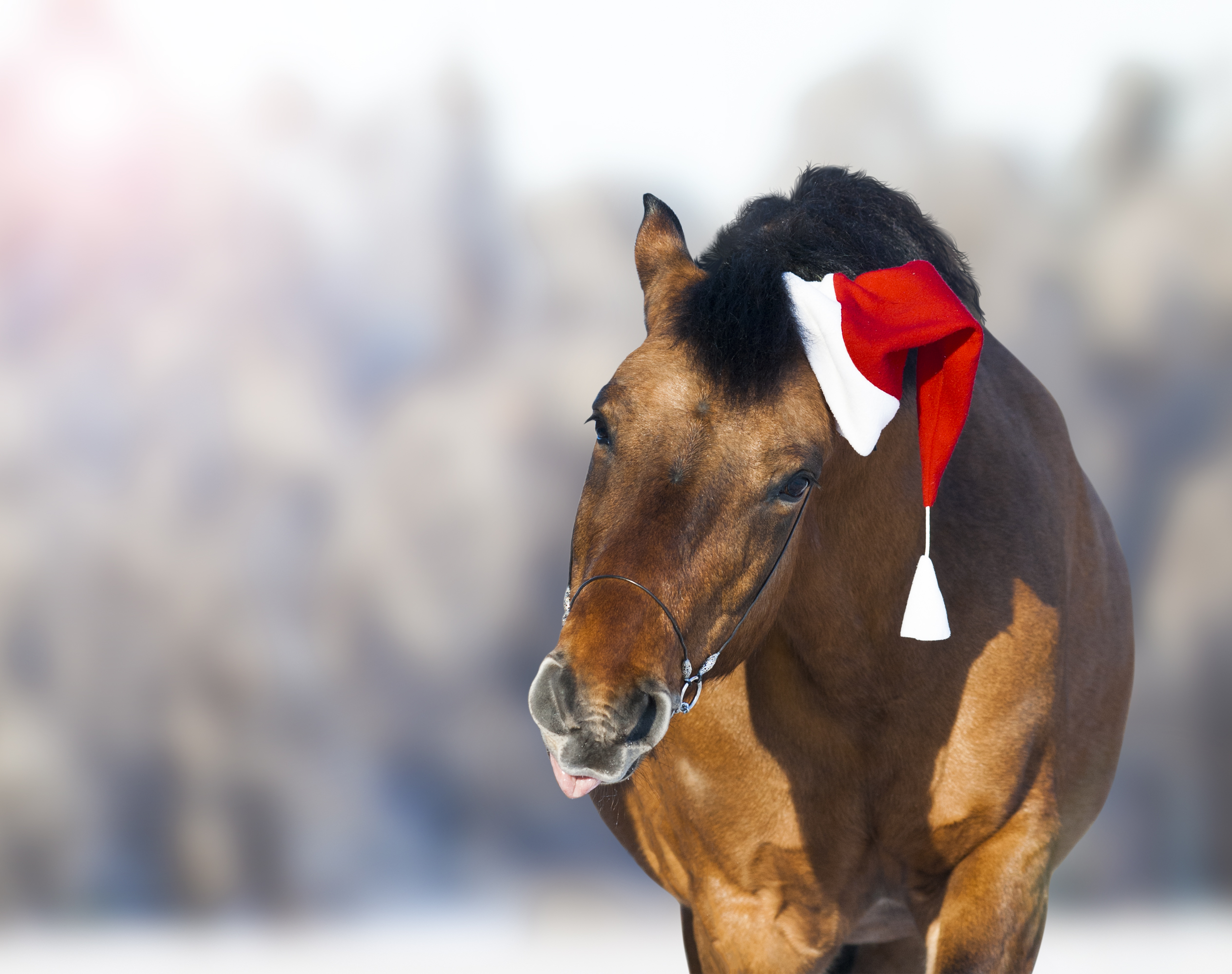 horse in santa's hat