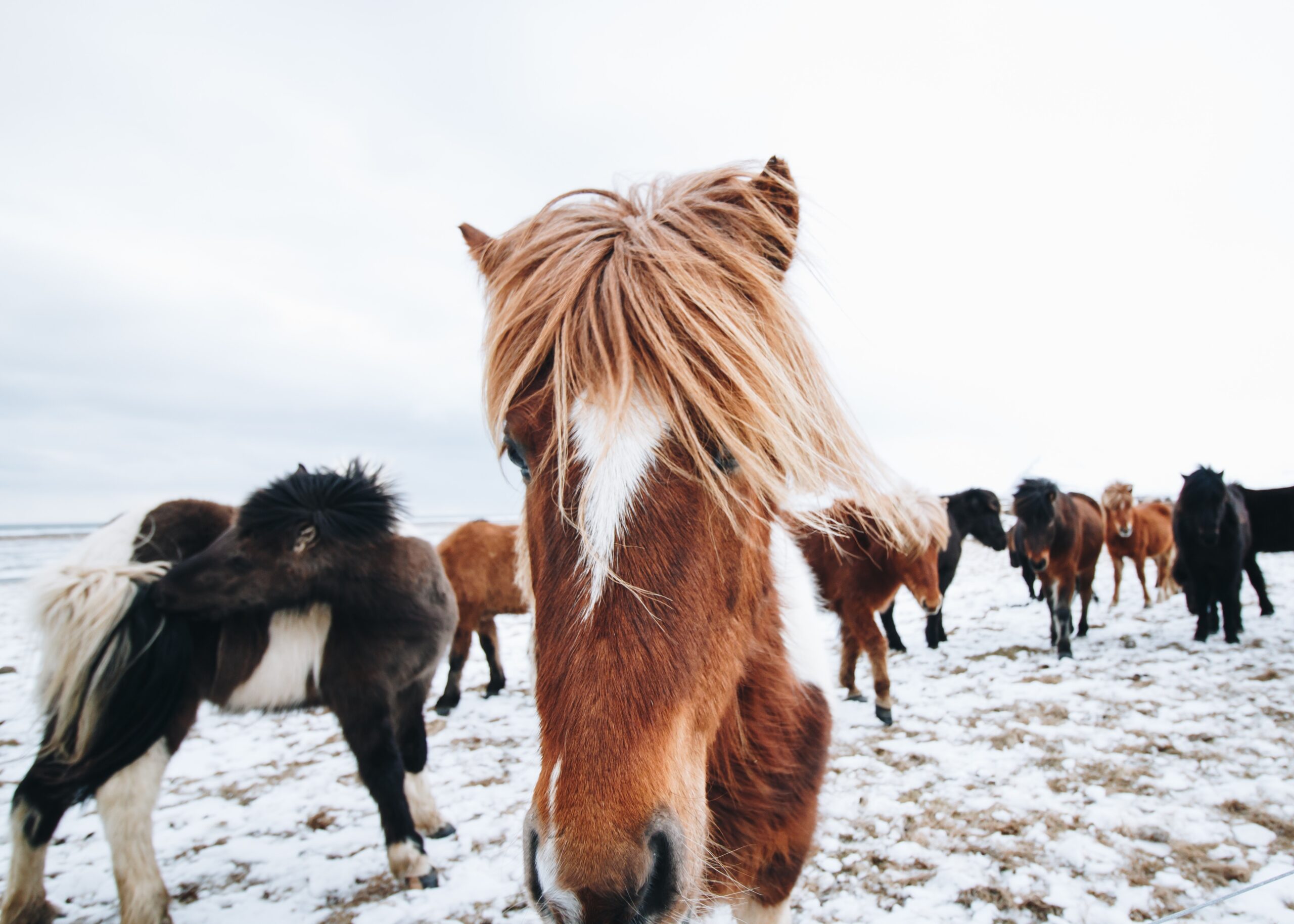 horses-winter