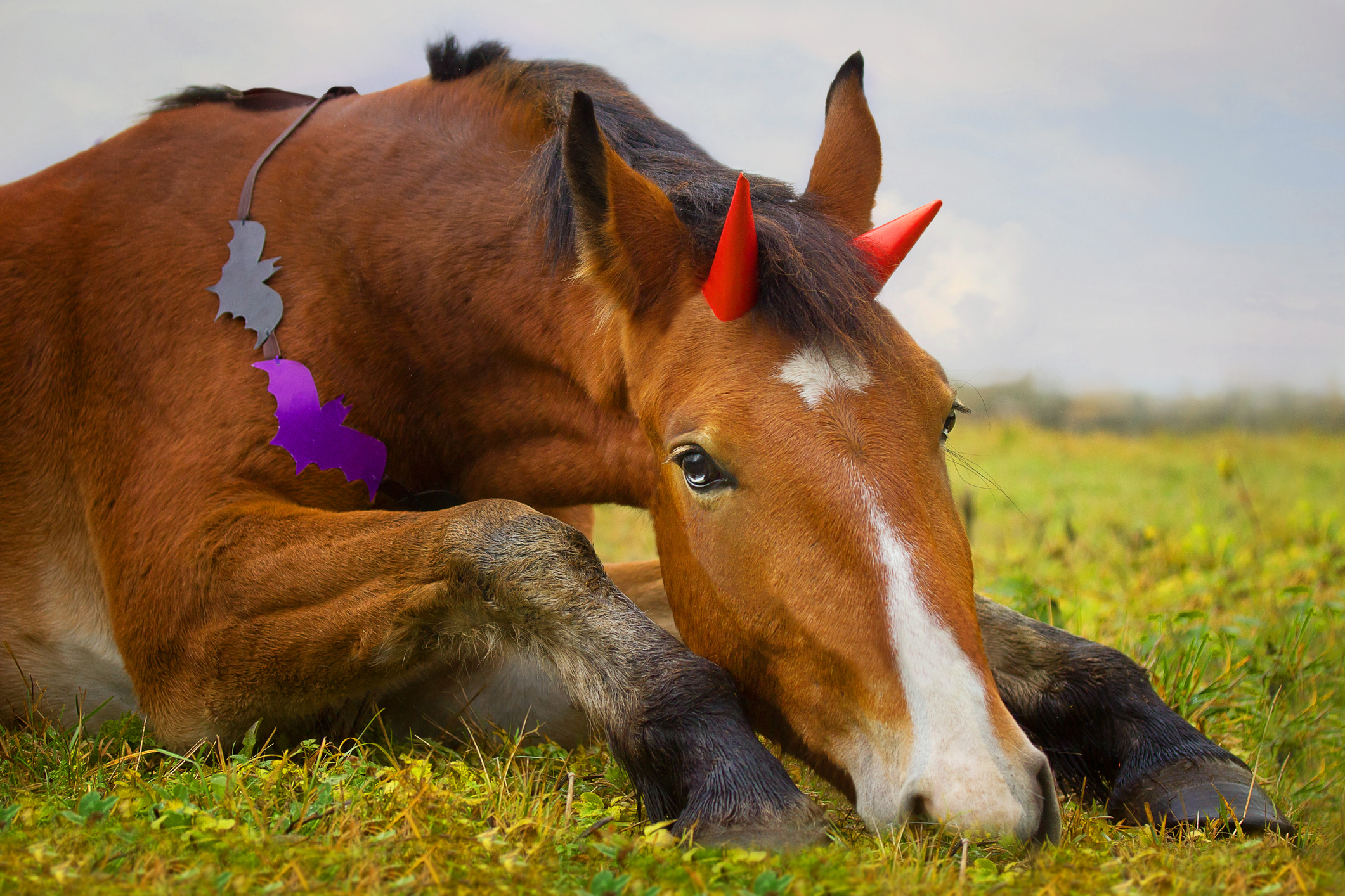 horse wearing horns and Halloween decoration lying in grass.