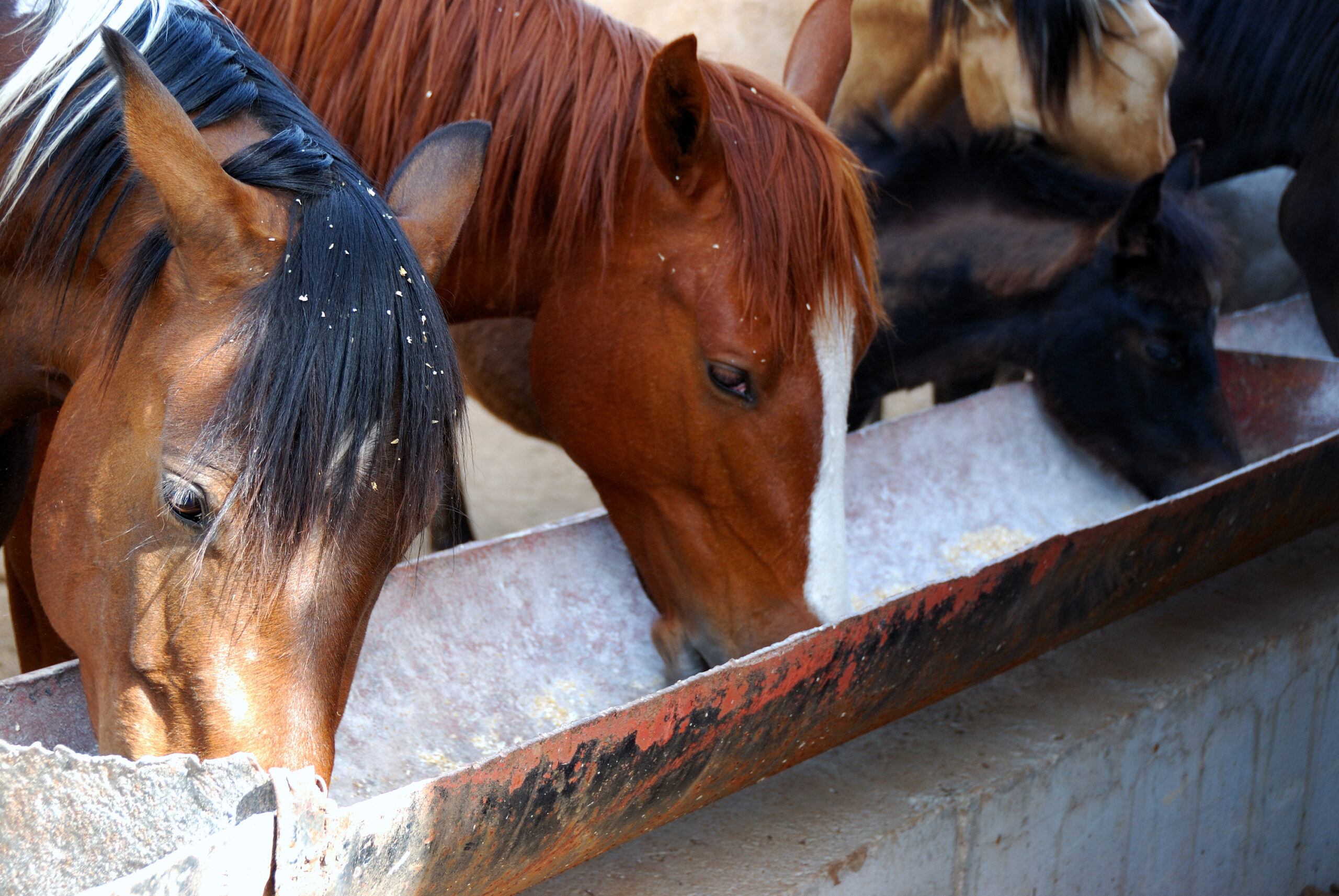 horses feeding