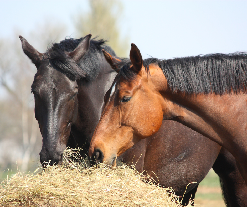 horses feeding on hay