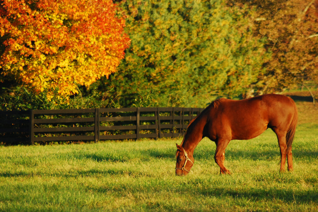 horse grazing at grass with autumn trees surrounding