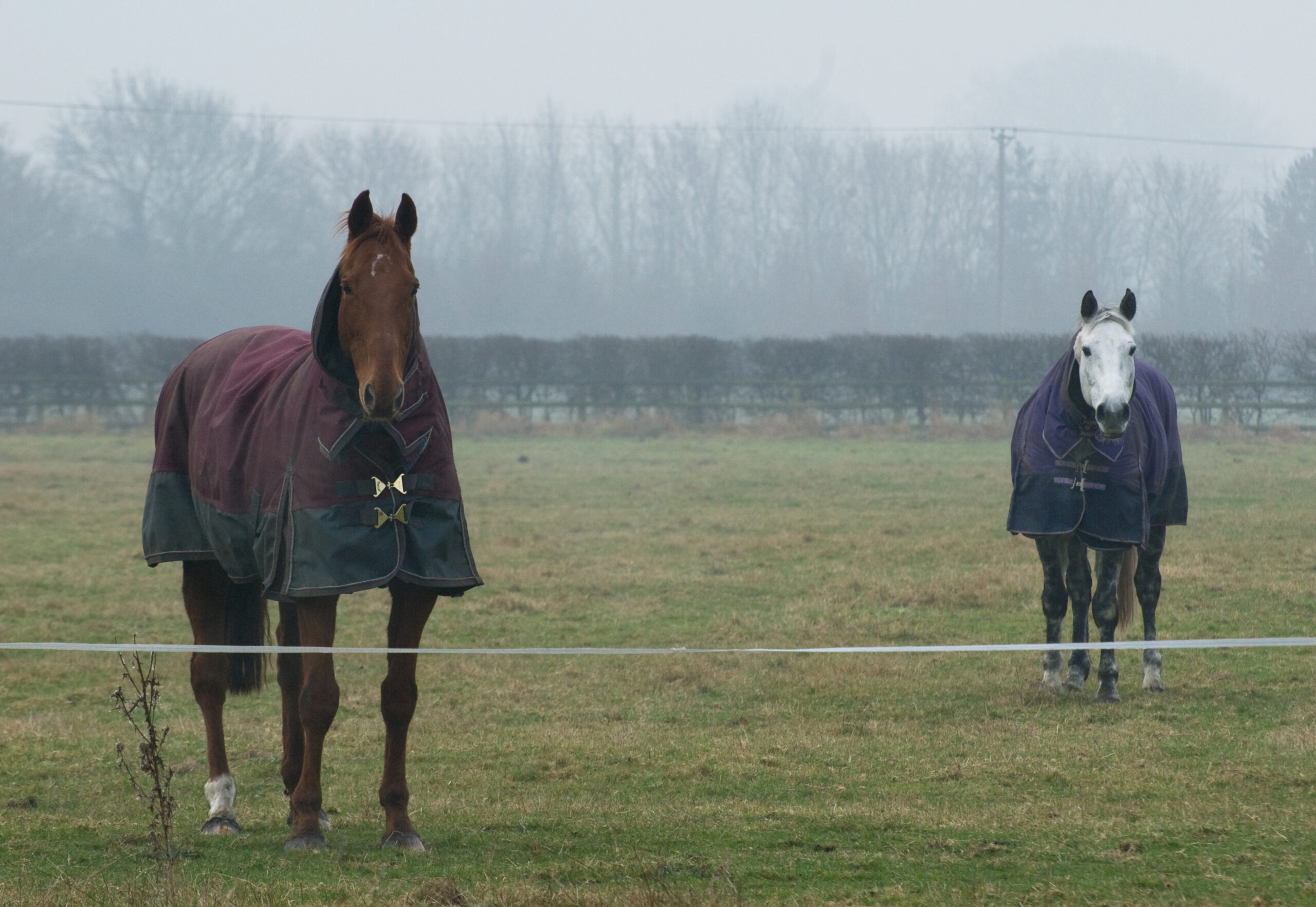 two horses with rugs in the field