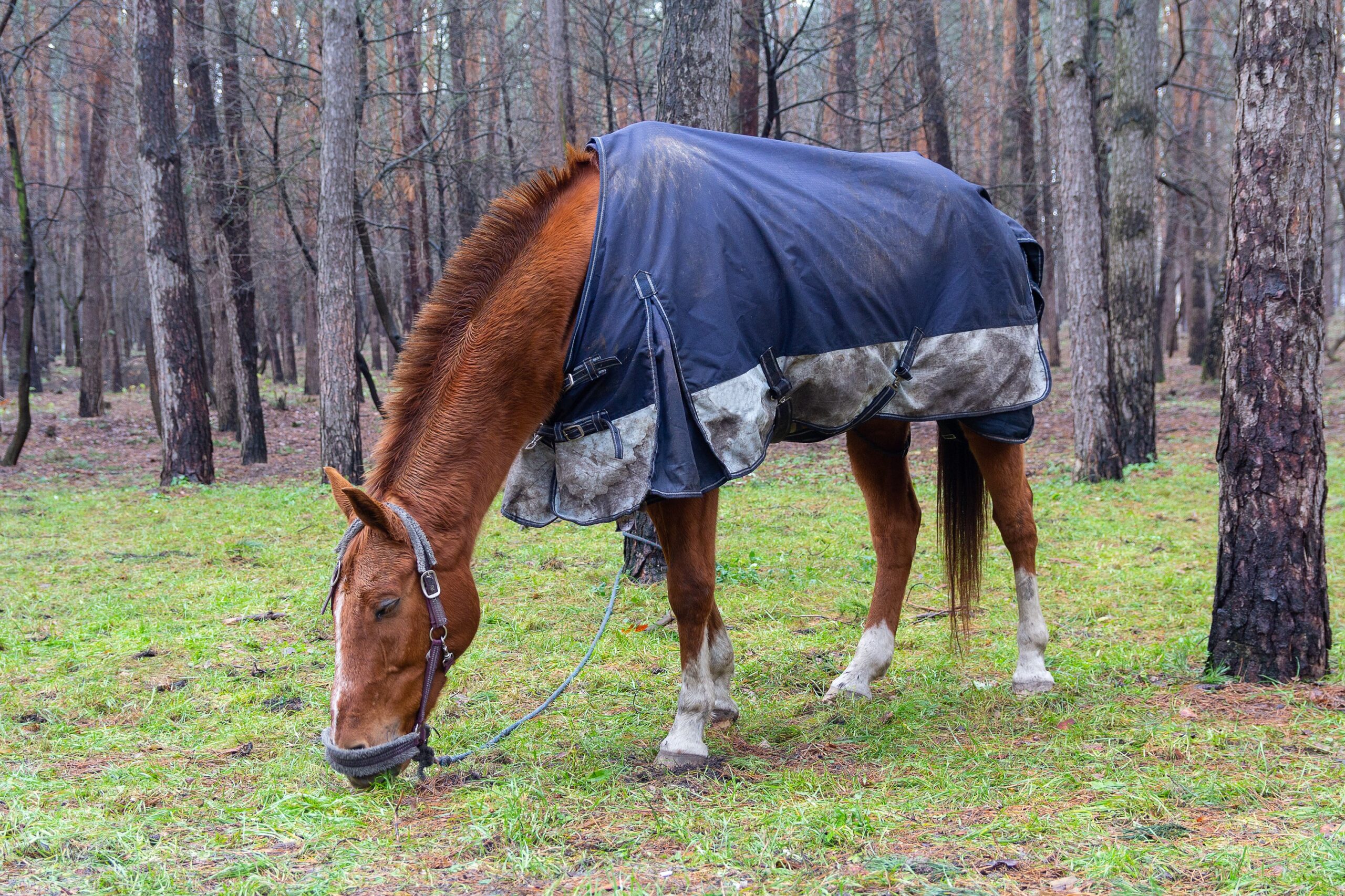 horse wearing a blanket