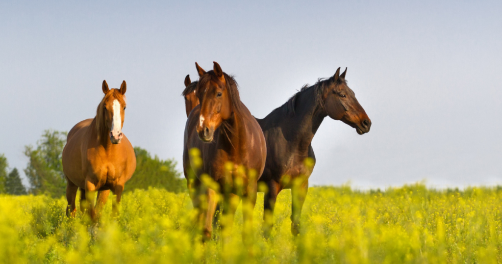 what do horses eat?