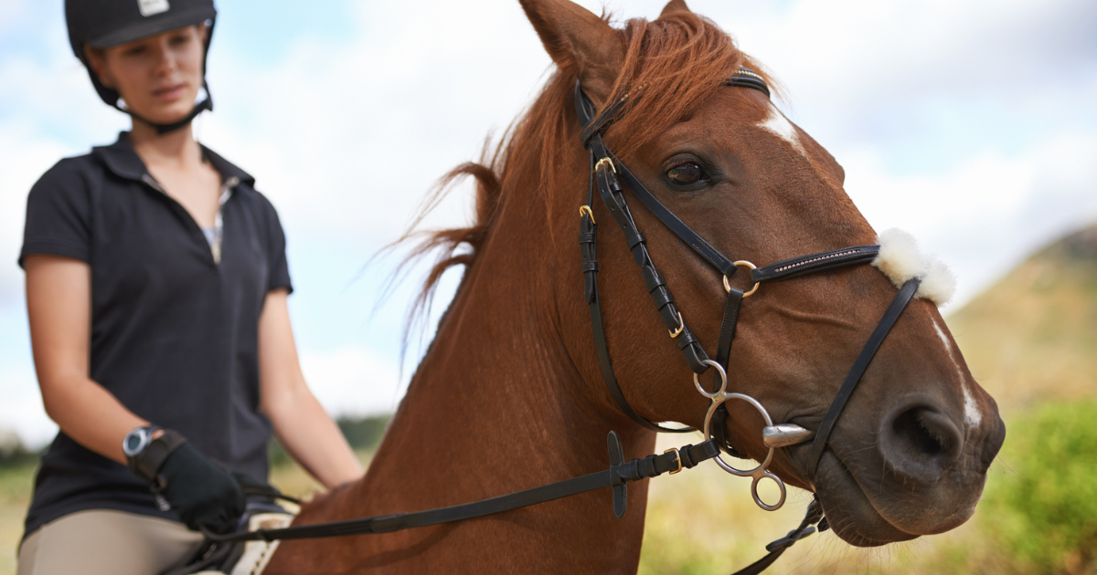 Types of Activities for Horses