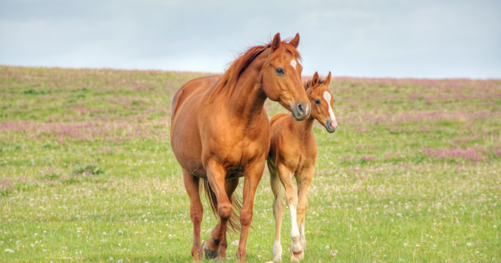 horses_in_spring