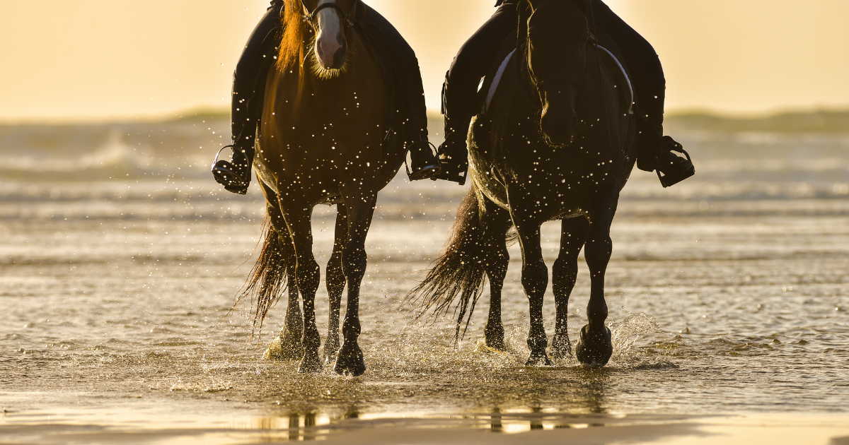 Essential Tips for Summer Travels with Your Horse