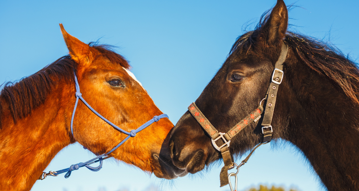 spoil your horse this Valentine's day