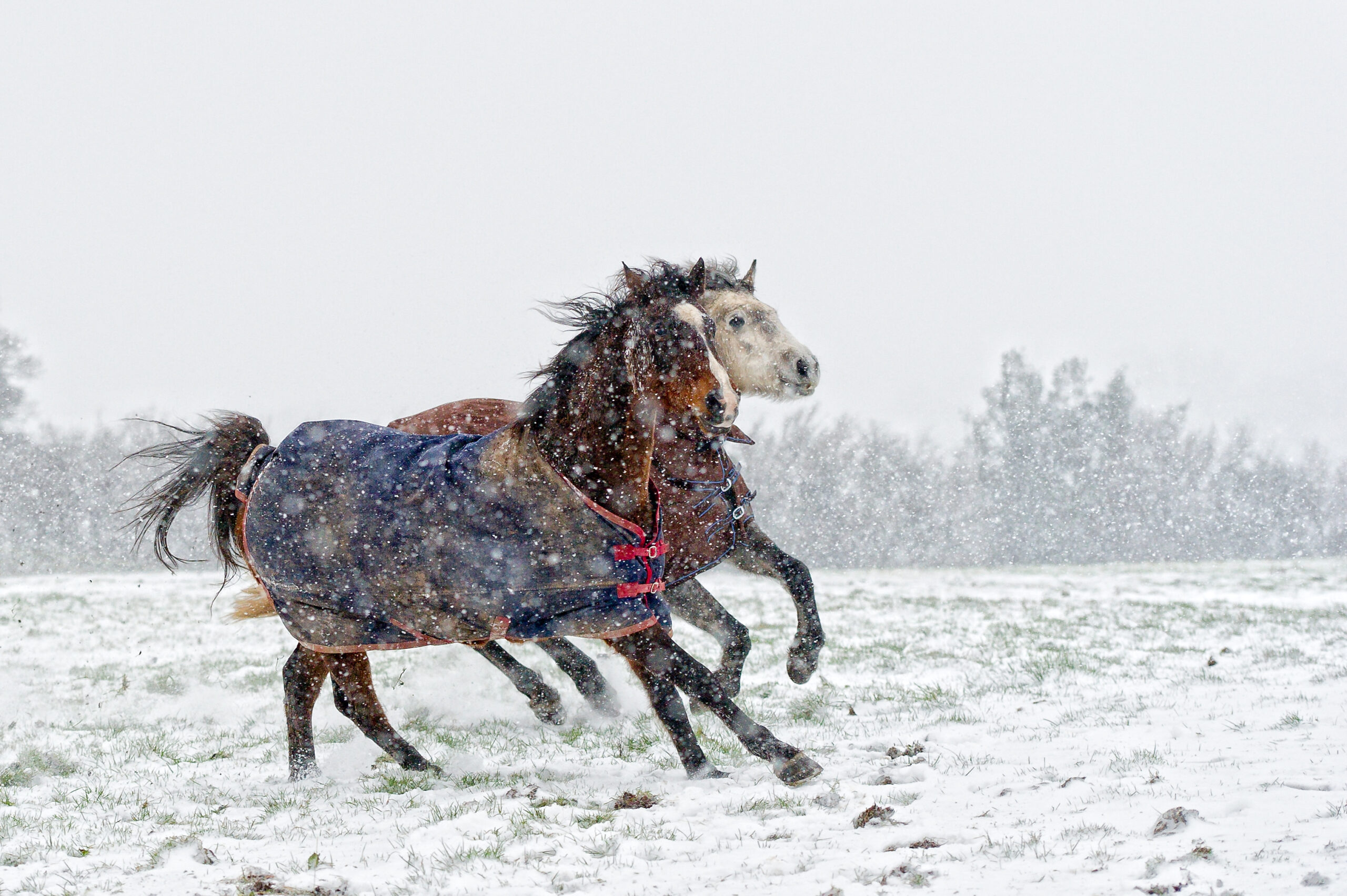 Horses Running in snow