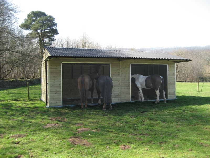 horses in field shelter