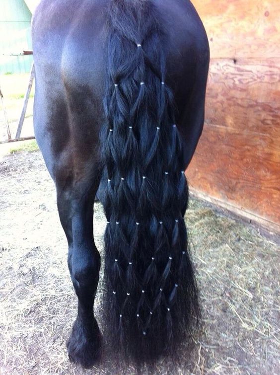 horse tail plait continental