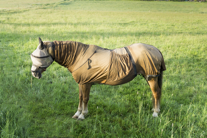horse full body protection from sunburn