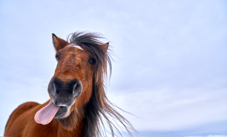 horse sticking its tongue out giving a view of the oral health