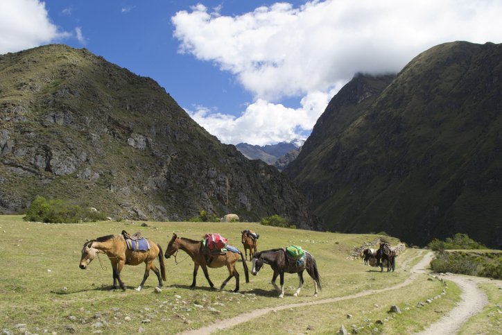 riding horses up to Machu Picchu