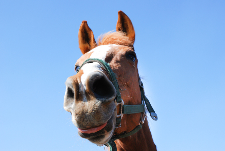 dental tips for horses