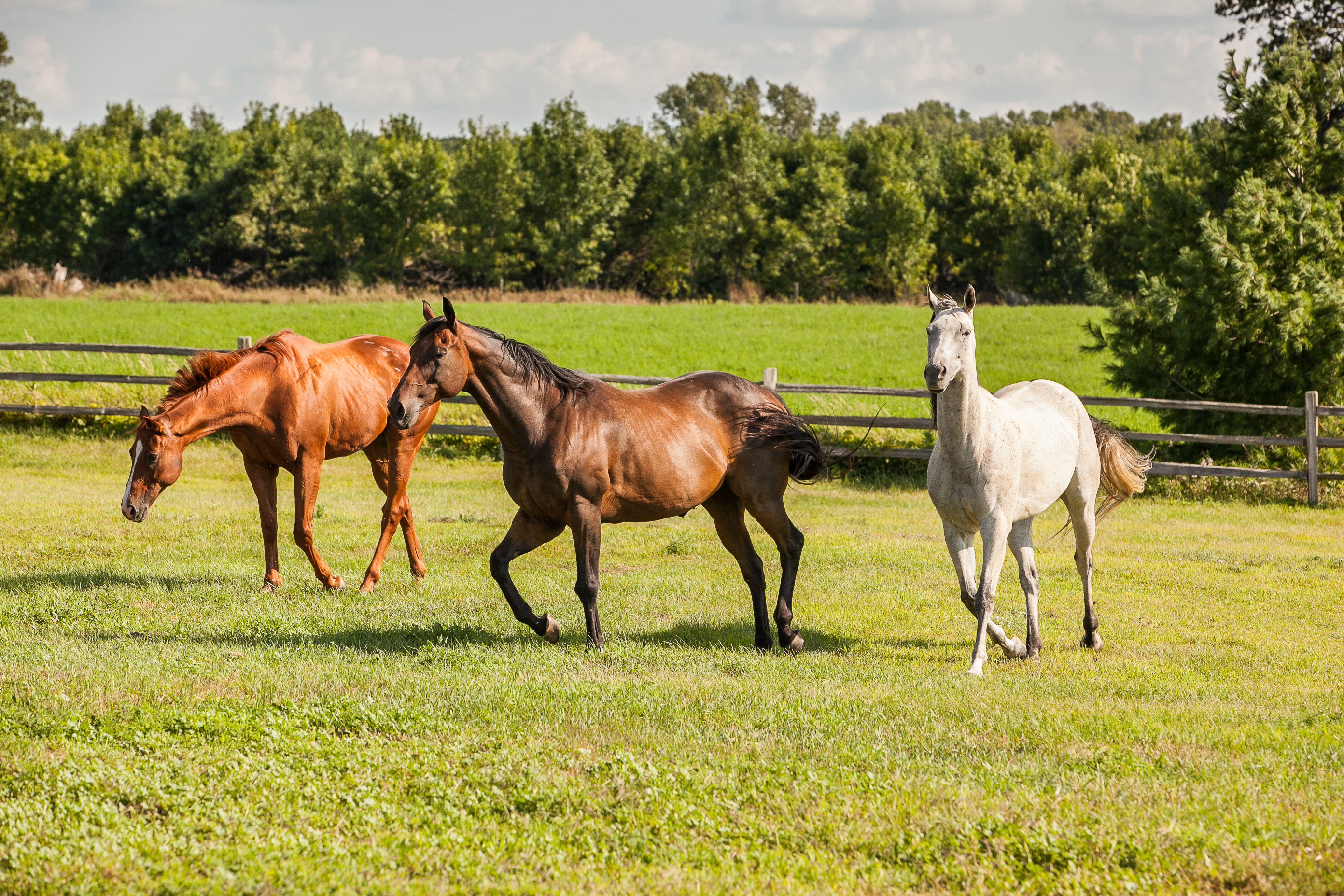 different types of horses in a field