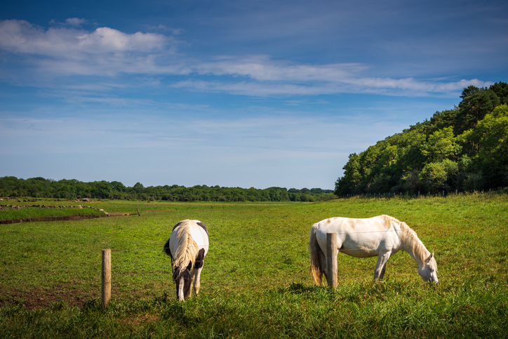 Horses prone to getting sunburn