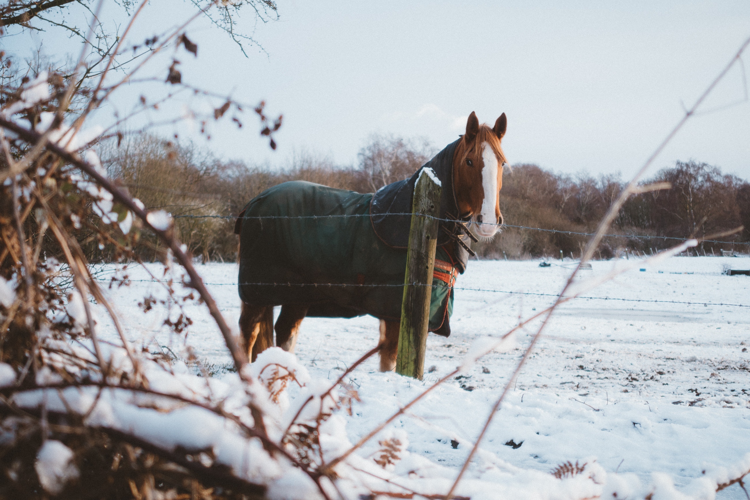 horse blanket for winter