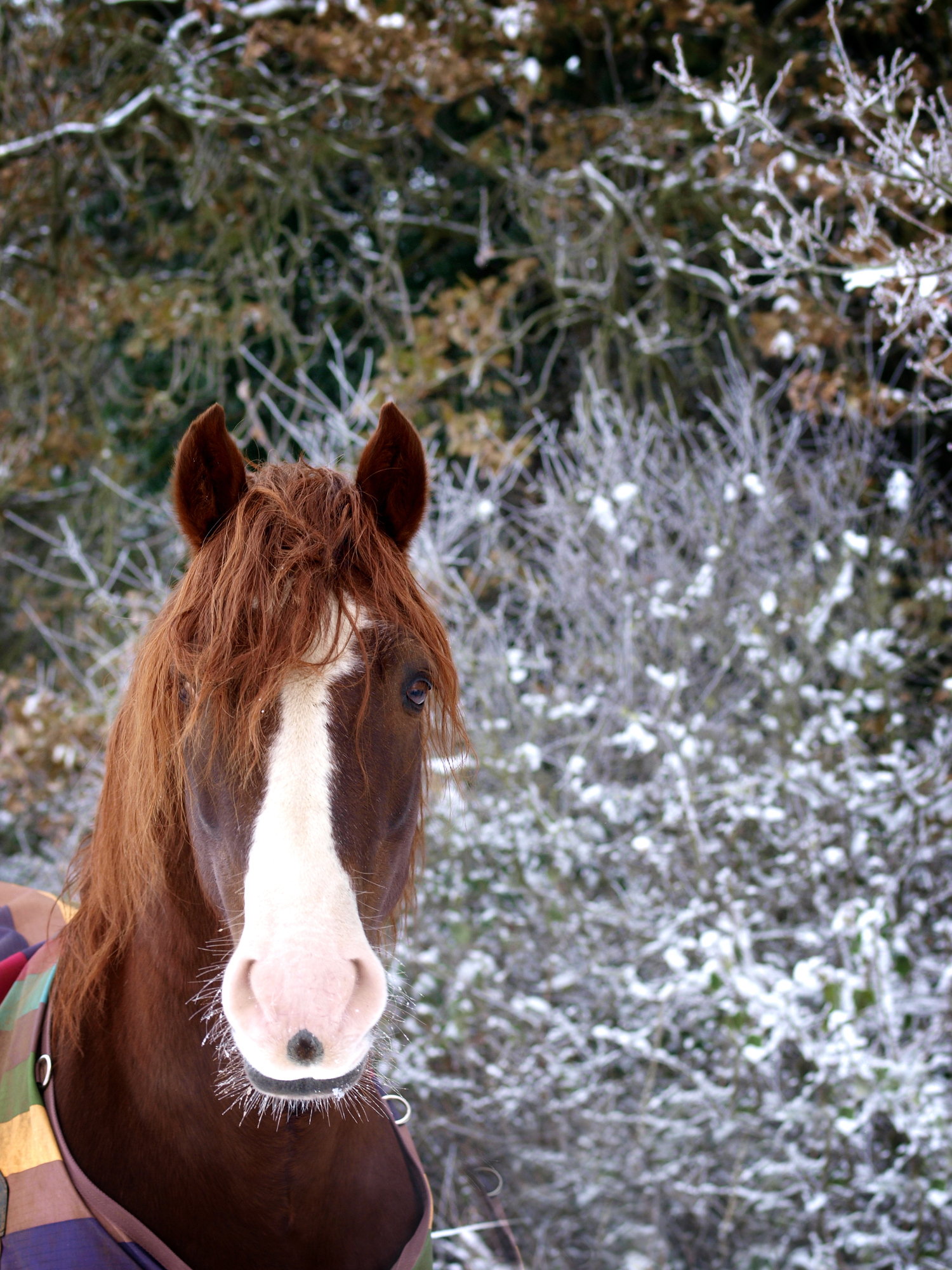 winter horse rug